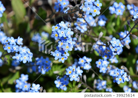 是lengusa（忘了草） 39925614