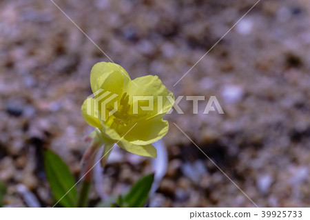 海邊的花朵。 (花的壽花) 海邊的花朵。 (花的壽花) 39925733