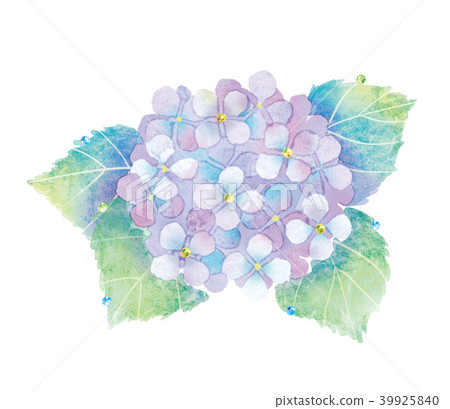 繡球花圖 繡球花圖 39925840