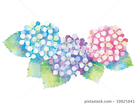 繡球花圖 繡球花圖 39925841