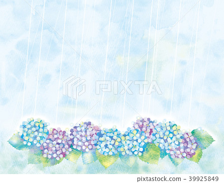 繡球花圖 39925849