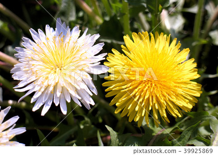 White dandelion and yellow dandelion 39925869