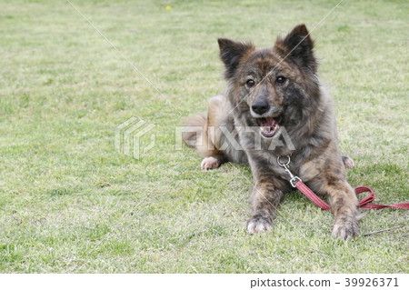 Protected dog (mongrel) Protected dog (mongrel) 39926371