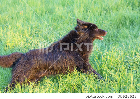 German Shepherd Dog running on grass 39926625