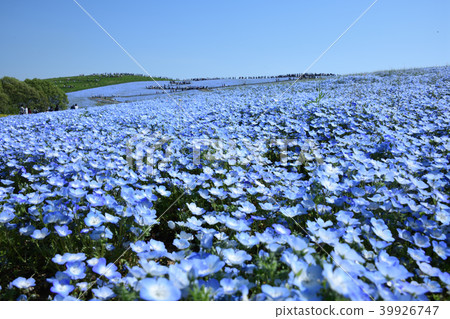 尼莫菲拉山 尼莫菲拉山 39926747