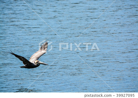 Brown Pelican (Pelecanus Occidentalis) flying Brown Pelican (Pelecanus Occidentalis) flying 39927095