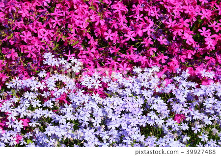 Flower border 39927488