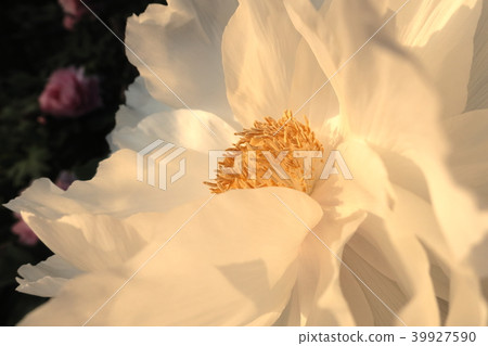 High-key white flowers (buttons) that bloom well in the morning sun 39927590