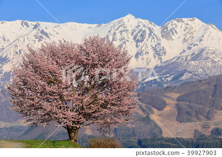 白馬Muranodaira櫻花和白馬山峰的剩余雪 39927903