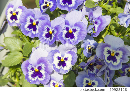 Viola Viola 39928128