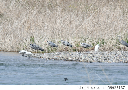 Herons/Group 39928187