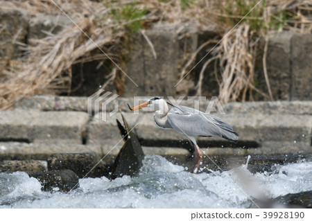Heron, food 39928190