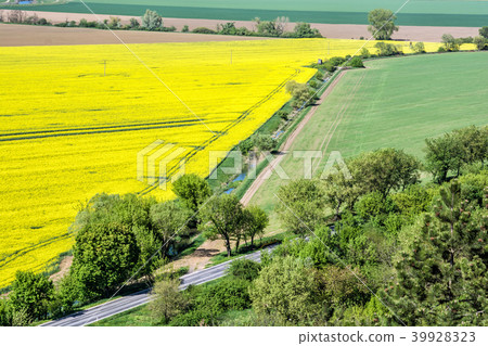 Flowering rapeseed field in spring time Flowering rapeseed field in spring time 39928323