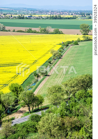 Flowering rapeseed field in spring time Flowering rapeseed field in spring time 39928324