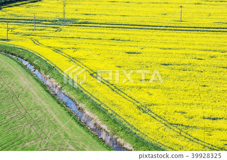 Flowering rapeseed field in spring time Flowering rapeseed field in spring time 39928325
