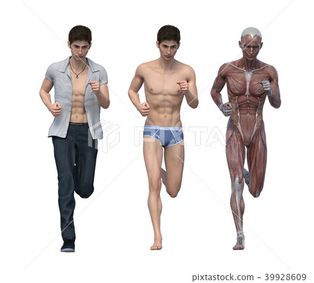 Male anatomy muscle 3DCG illustration material 39928609
