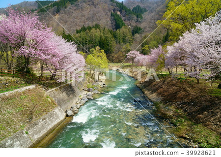 Sakura Nagano Hakuba Village 39928621