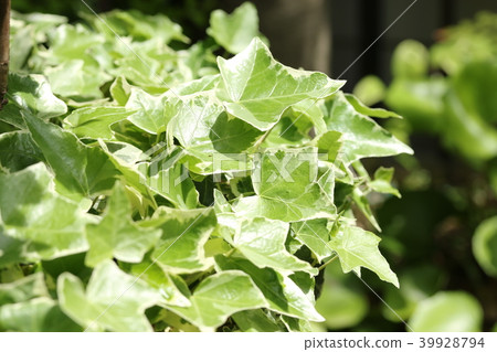 Ivy Ivy 39928794