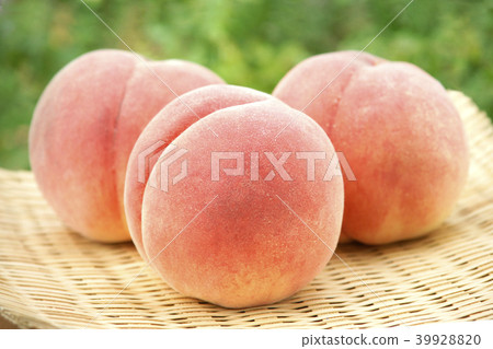 日本桃子 日本桃子 39928820