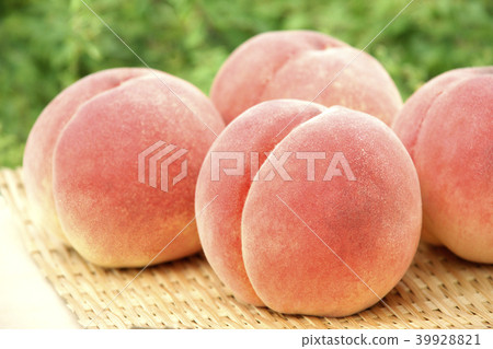 日本桃子 39928821