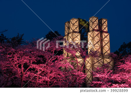 [Shizuoka Prefecture] Nirayama reverberatory cherry blossom season light up 39928899