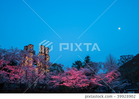 [Shizuoka Prefecture] Nirayama reverberatory cherry blossom season light up 39928902