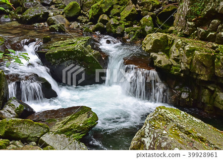 Mitsutaki course of Hida Kosaka Shibatakyo Mitsutaki course of Hida Kosaka Shibatakyo 39928961