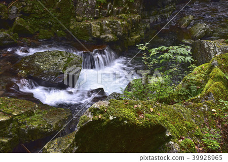 Hida Kosaka Shibatakyo的Mitsutaki課程 39928965