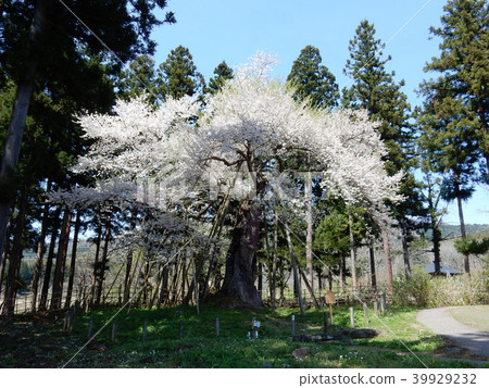 Hatsukaji cherry blossoms (seed cherry blossoms) 39929232