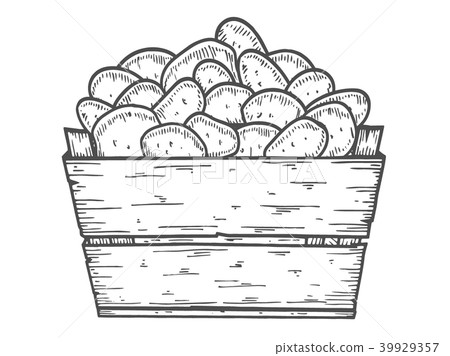 Potato vector illustration. 39929357