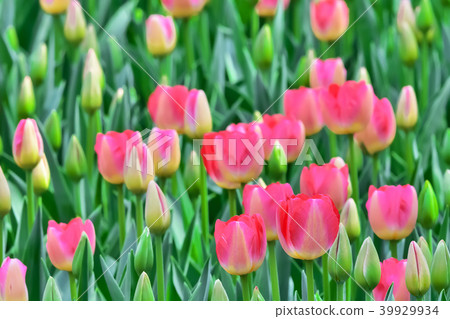 Beautiful tulip flower Beautiful tulip flower 39929934