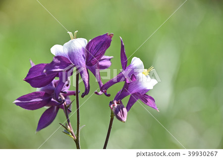 Odamaki (rings) 39930267