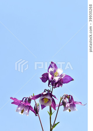 Odamaki（戒指） 39930268