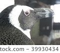 Twilight penguin 39930434