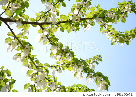 Handkerchief tree 39930541
