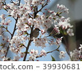 Cherry tree and sparrow 39930681