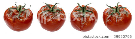 set of four bad with rot and mold tomatoes  39930796