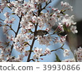 Cherry tree and sparrow 39930866