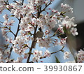 Cherry tree and sparrow 39930867