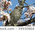 Cherry blossoms and bulbul 39930868