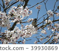 Cherry tree and sparrow 39930869