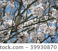 Cherry tree and sparrow 39930870