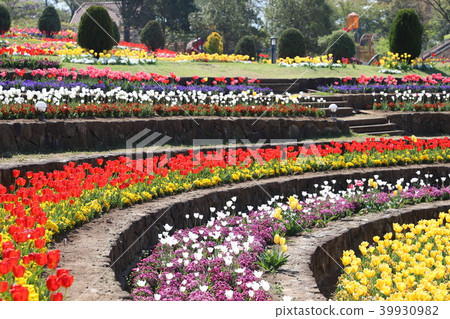 Tulip Heidi村 Tulip Heidi村 39930982