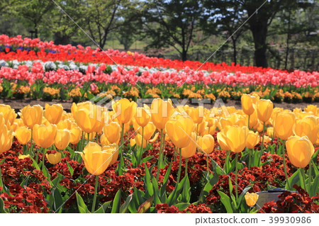 The village of Tulip Heidi 39930986