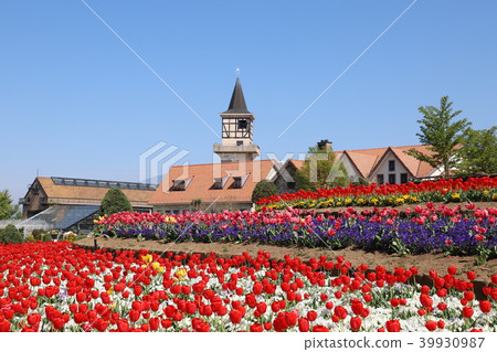 The village of Tulip Heidi 39930987