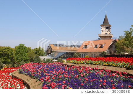 The village of Tulip Heidi 39930988