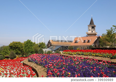 The village of Tulip Heidi 39930989