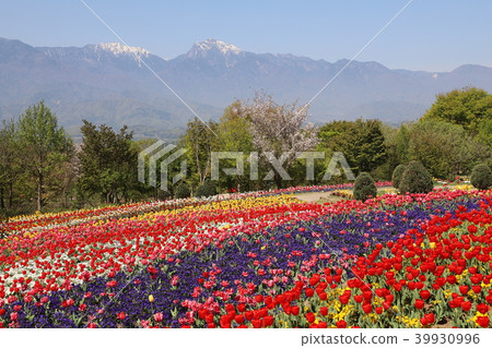 鬱金香和南阿爾卑斯山Heidi村莊 鬱金香和南阿爾卑斯山Heidi村莊 39930996