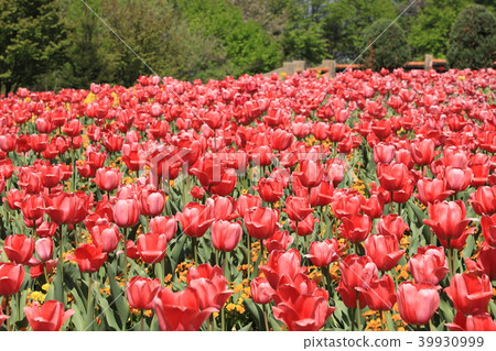 Tulip Heidi村 Tulip Heidi村 39930999