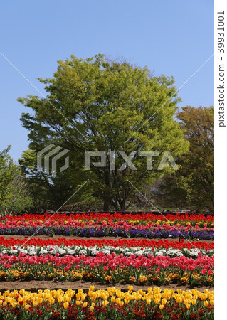 Tulip Heidi村 Tulip Heidi村 39931001